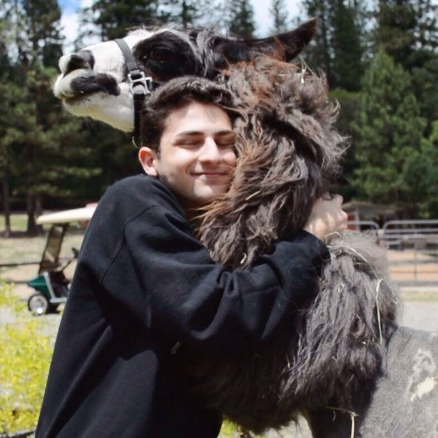 Twaimz really likes llamas. *Llama llama shining shining looking like a diamond diamond 💎💎*