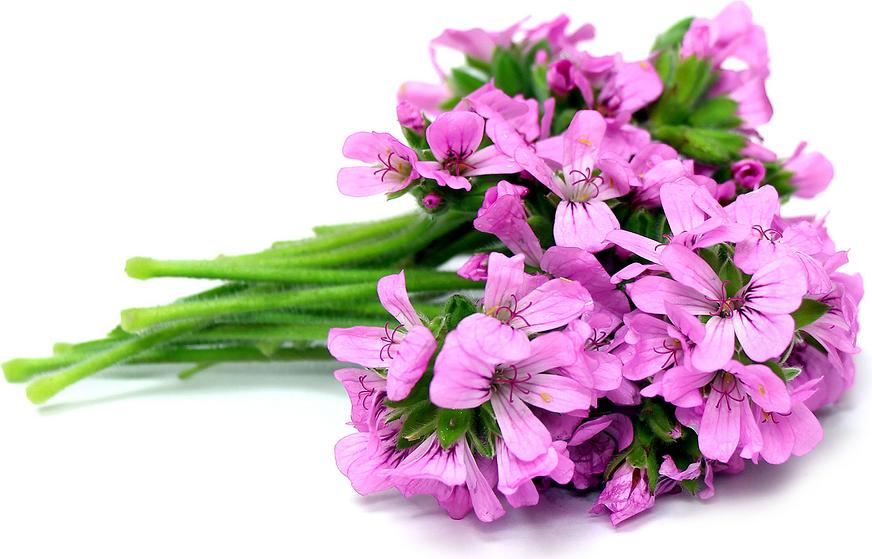 Geranium

Balances oil production, conditions skin and can be added to moisturizers