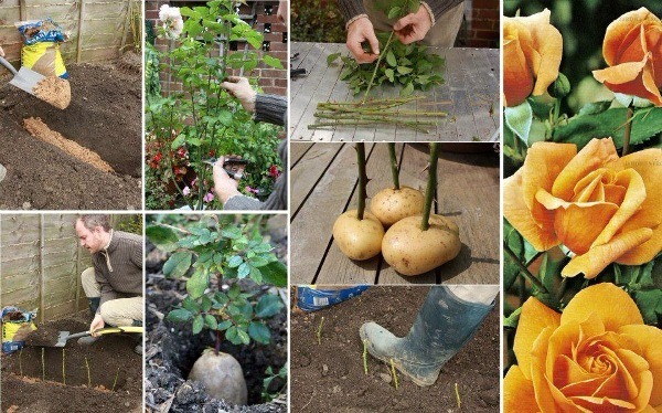 Using Potatoes To Regrow Your Bouquet Of Roses