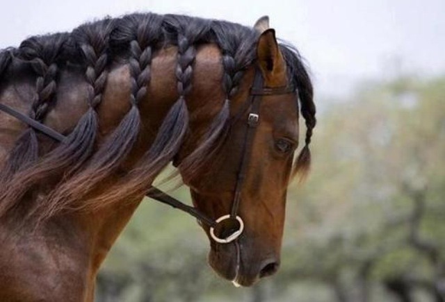 Horse Braids! 