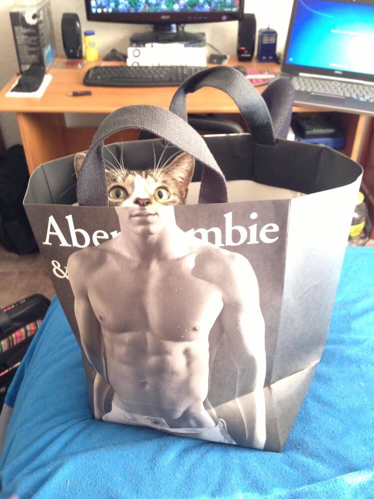 Funny Cat Pictures Part 2