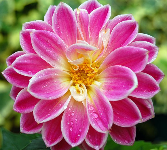 Flowers!