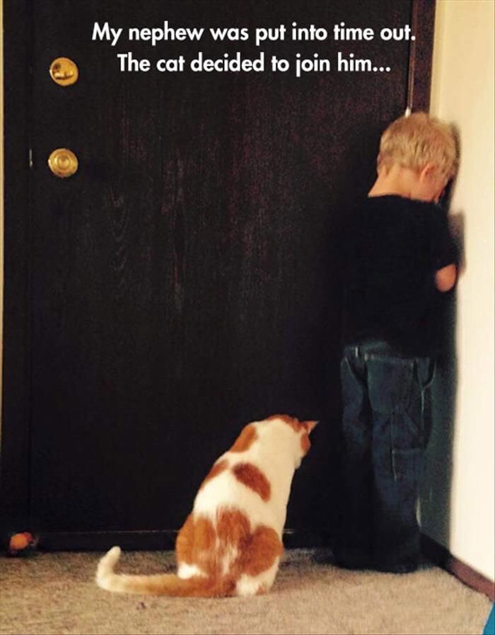 Funny Cat Pictures Part 2