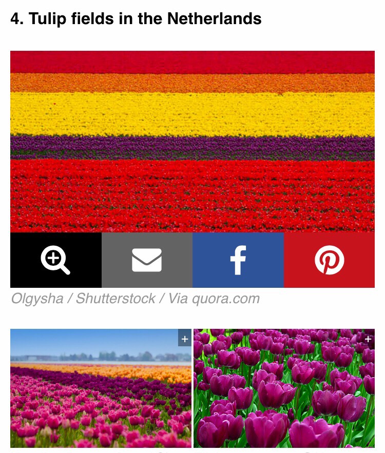 Many people often mistake Keukenhof, also known as the Garden of Europe, as the designated space of the tulip fields. However, these majestic fields are located just outside the garden and are mostly privately owned.