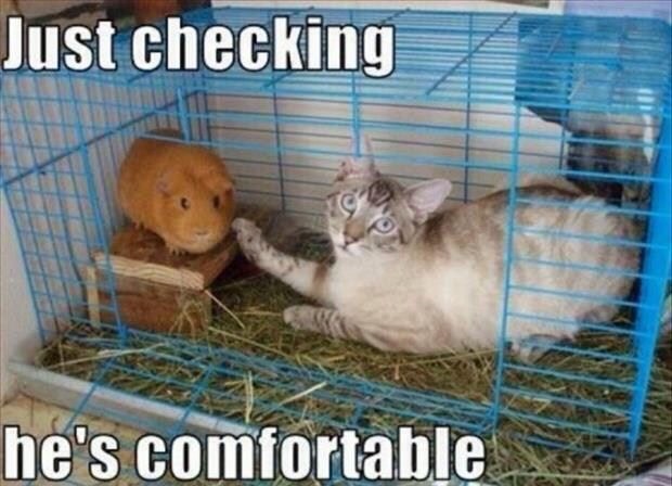 Funny Cat Pictures Part 2