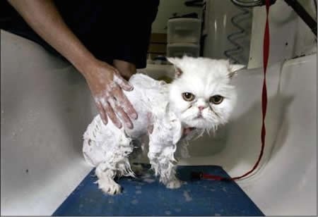 Funny Cat Pics.