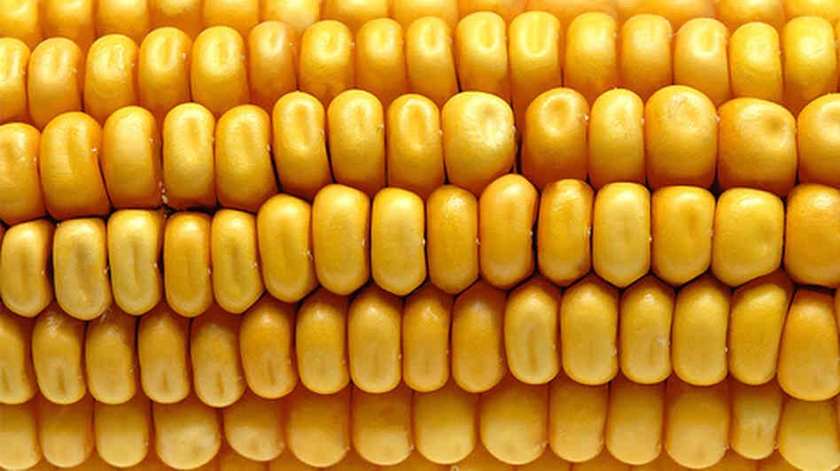 2. Corn

Half of the US farms growing corn to sell to the conglomerate, Monsanto, are growing GMO corn. Most of this corn is going to be used for human consumption. Genetically modified corn has been linked to health problems, including weight gain and organ disruption.