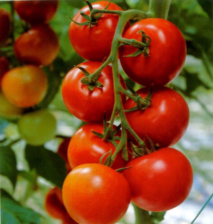 Tomato is one of our best fat fighting food.Tomatoes are rich in antioxidants and helps lose weight.It will reduce the water retention and inflammation in the body.
(reversing leptinresistance).leptin is a protein which helps to control the appetite and metabolism of the body.