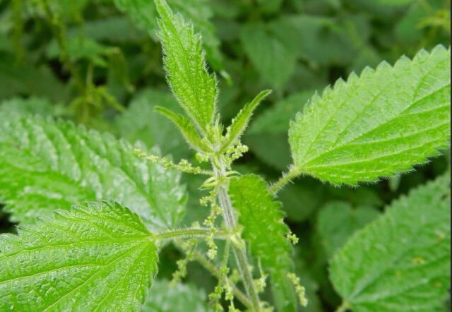 8) Rub some onto a sting or cut to make it less swollen and cure it.