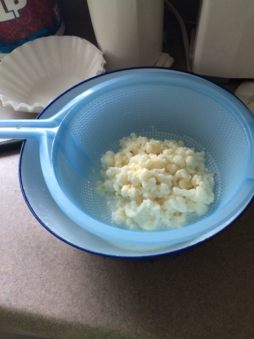 Step 6: Make sure you have a bowl with a strainer placed over top and continue the procedure by pouring your container out into the strainer. Shake it around until only the mushrooms remain and most to all of the Kefir milk is strained into the bowl below