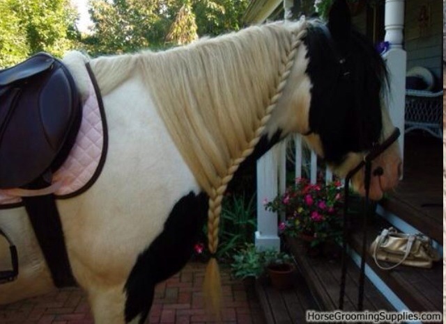 Horse Braids! 