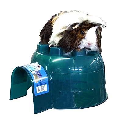Rest-
Hedgehogs are nocturnal which means they pretty much sleep all day. In order to feel secure make sure your hedgehog has a proper house to burrow in during the day. Also keep temp. Up to 75-85 degrees or else your hedgehog might go into hibernation. Not good! 