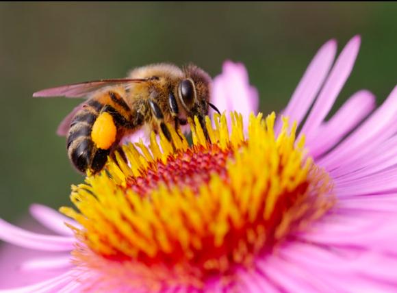 9. Bee sting remedy
Battle minor swelling from bee stings by using an anti-inflammatory Epsom salt compress. Mix two tablespoons of Epsom salt with a cup of cold water and soak a cotton washcloth in the solution. Apply to affected area.