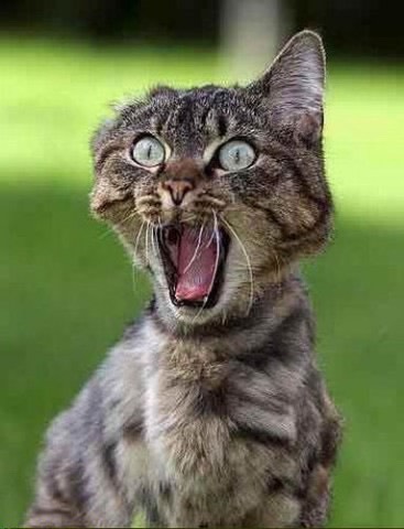 Funny Cat Pics.