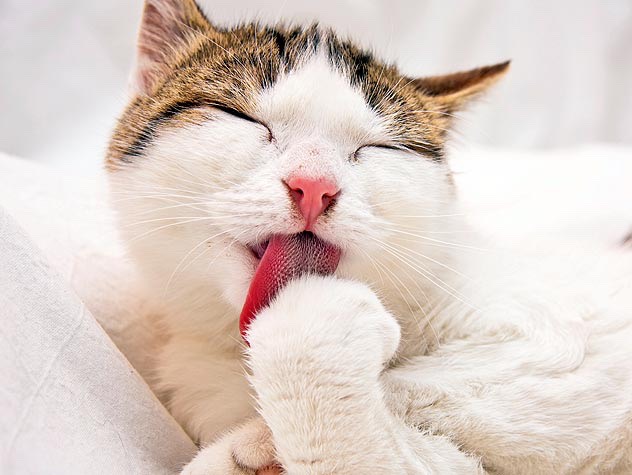 I bet you didn't know your cat can use it! It helps aid digestion so those nasty hair balls disappear 