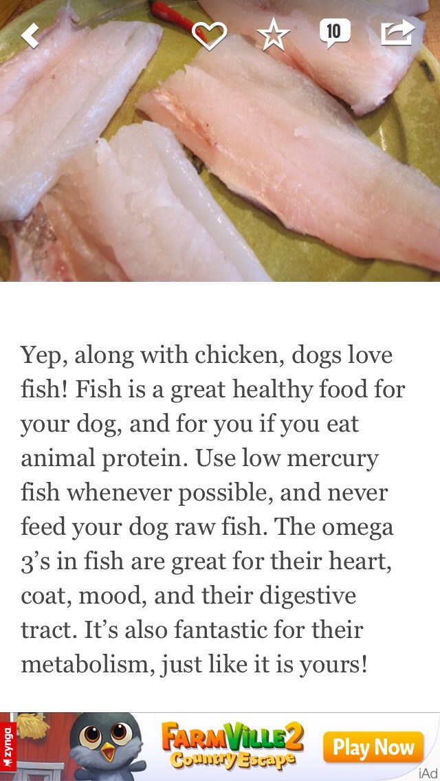 7 Puppy Friendly & Healthy Foods