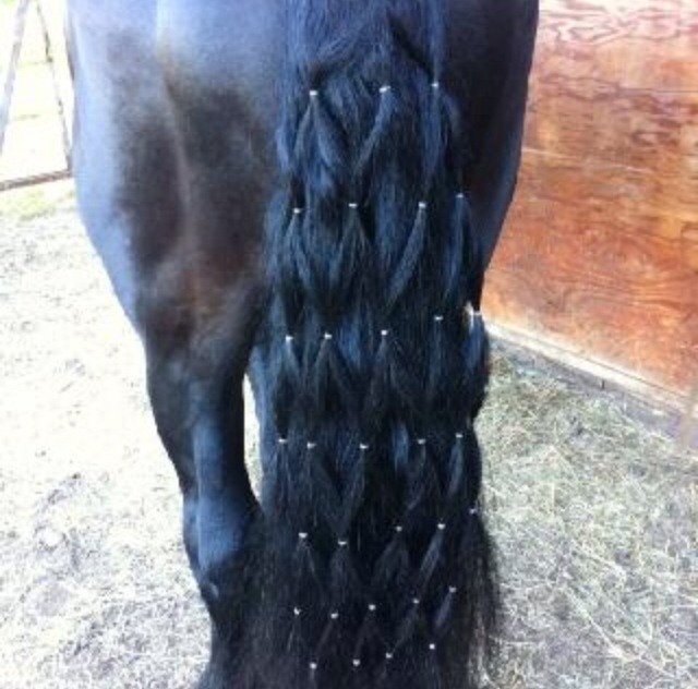 Horse Braids! 