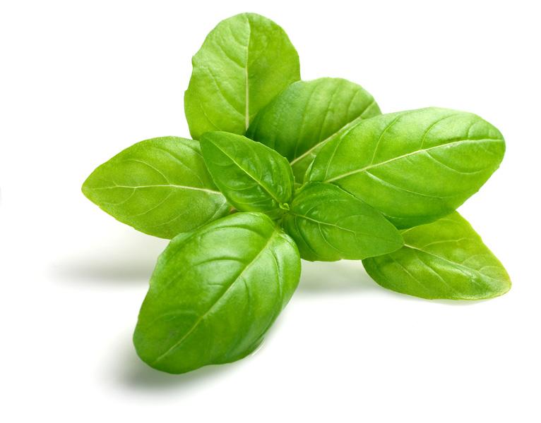 Basil

Basil is wonderful to soothe insect bites and is ideal for sensitive skin