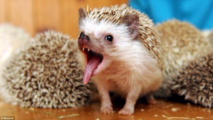 Food -
Your Hedgehog needs a healthy diet in order to maintain a proper weight. Cat food is normally the ideal choice, if you go with this make sure that the protein levels are at least 35% and up. Also try to steer clear of Fats and starches. Also make sure to read on things they can't eat. 