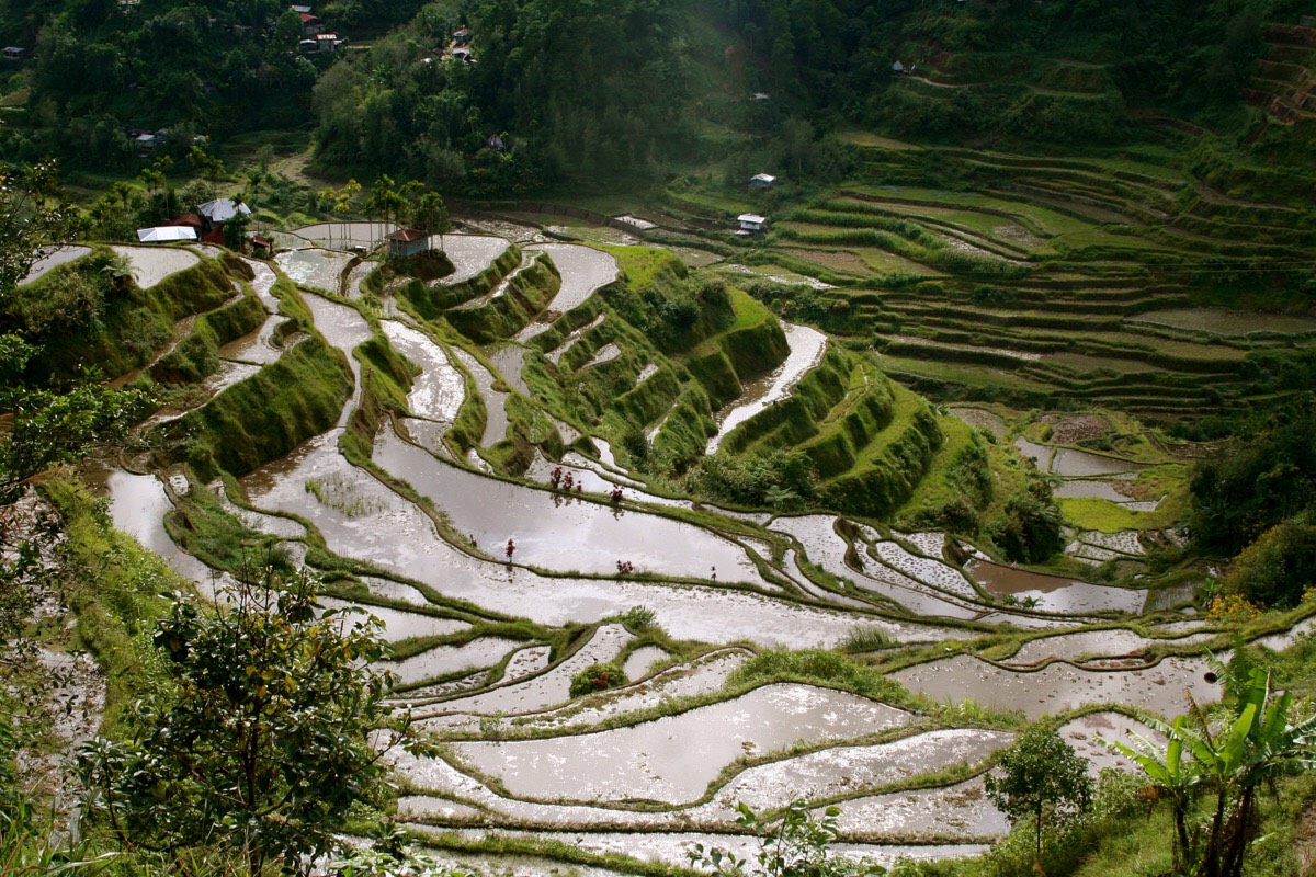 Rice Terrace Fields in Mu Canh Chai, Vietnam