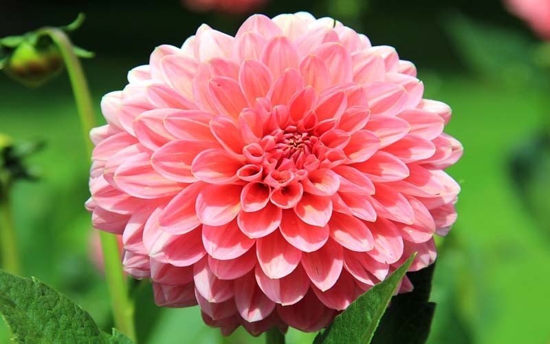 Flowers!