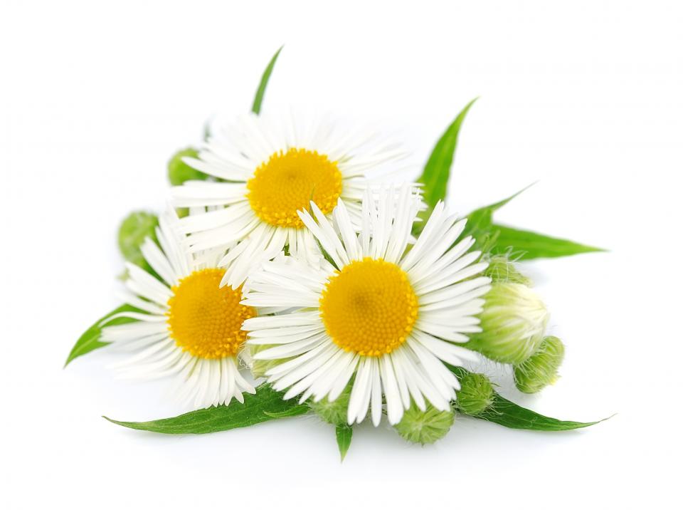Chamomile 

Anti-inflammatory, heals wounds, can treat eczema, sensitive skin and rosacea