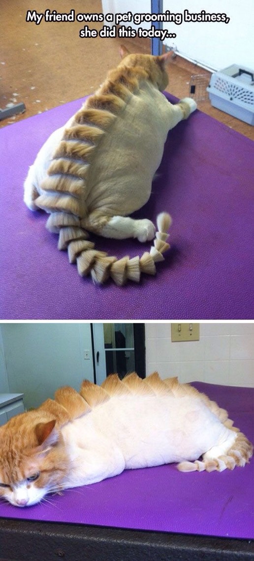 Funny Cat Pictures Part 2