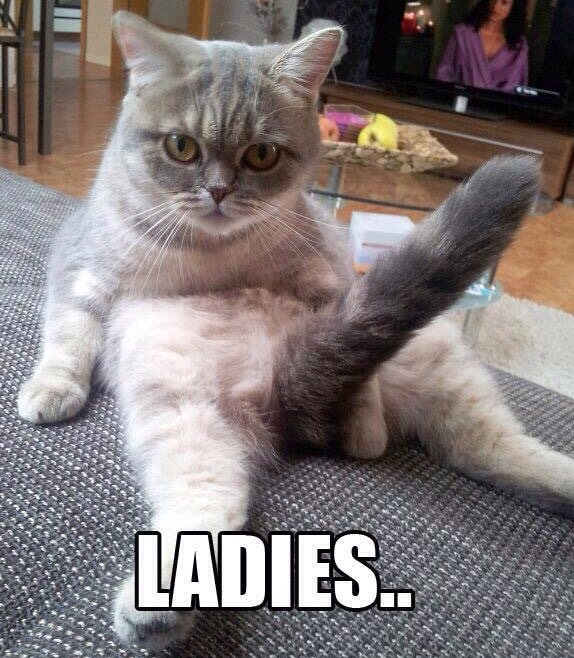 Funny Cat Pics.