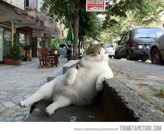 Funny Cat Pictures Part 2