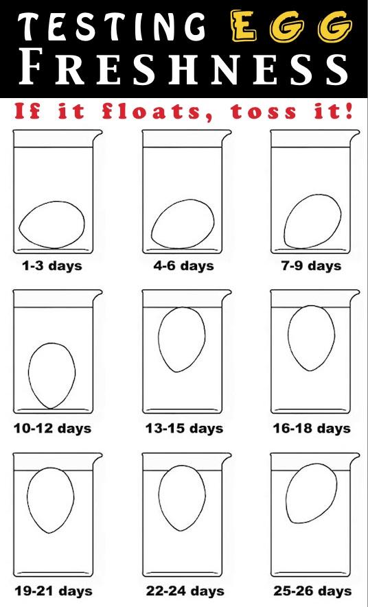 3. Egg Freshness Test
