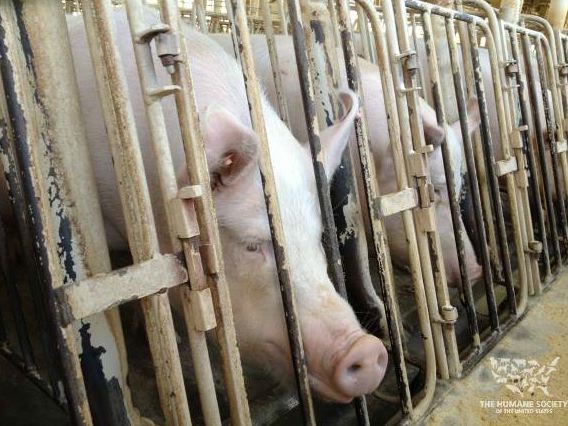 I was helping the animals. I watched some documentaries all about the torture these animals go through. They would step on piglets to kill them, they would put chicks on a conveyer belt into a shredder and so much other terrible things.