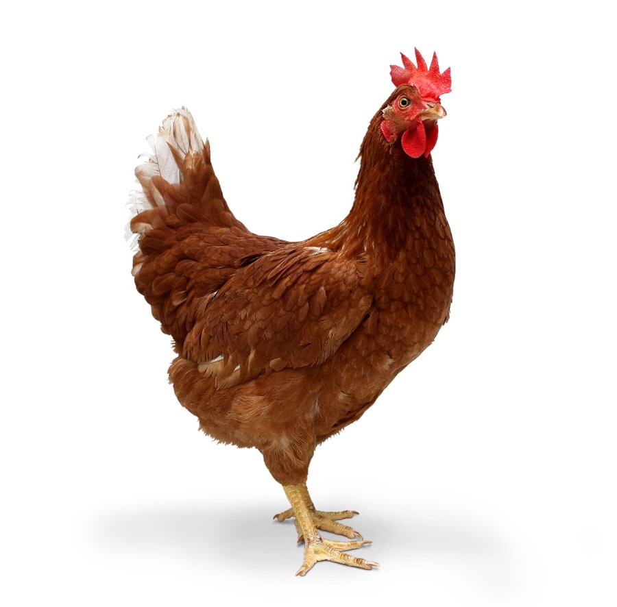 However. Eating roasted chicken does help your boobs. 