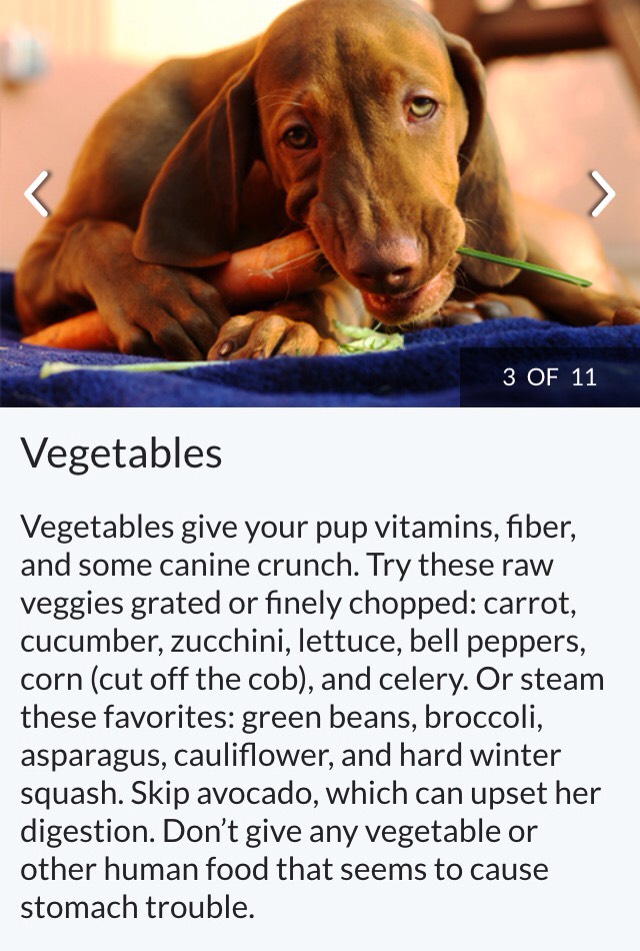 Dog Safe Foods 