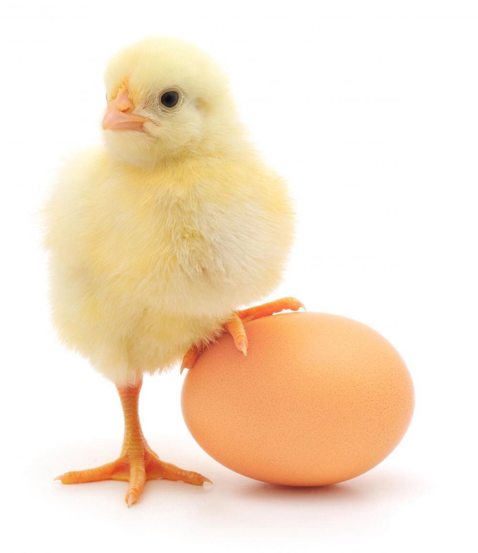 Crack 2 free range eggs into a bowl. Make sure all fat is trimmed off the bacon, cut this into thin strips and add into the egg mix. Eggs are a great source of protein. 