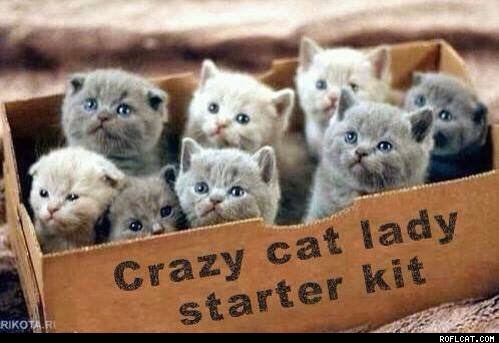 Funny Cat Pics.