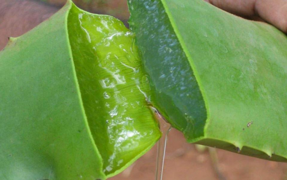 Aloe vera gel has remarkable capacity to promote regeneration of skin. In addition it induces a soothing effect when applied topically on the skin by reducing inflammation and swelling. It is available commercially in the form of lotions, gels and ointments but it is best of you use it in the raw.