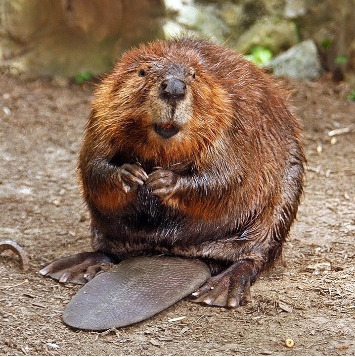 6. “Natural” vanilla, strawberry, and raspberry flavoring comes from a beaver’s anal gland.

