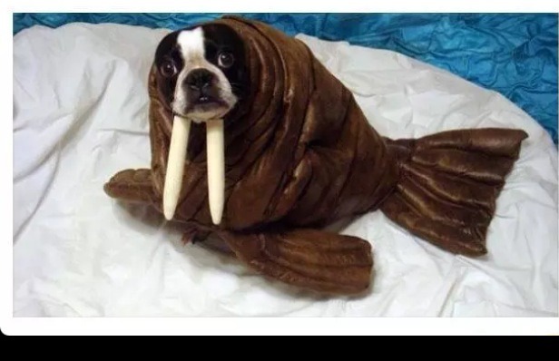 Cute And Cool  Halloween Makeup And Costumes For Everyone Even Pets