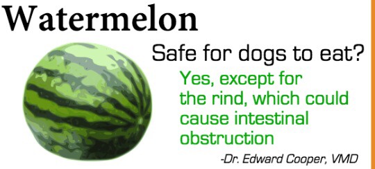 Safely Sharing Fruit With Your Dog