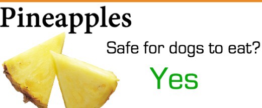 Safely Sharing Fruit With Your Dog