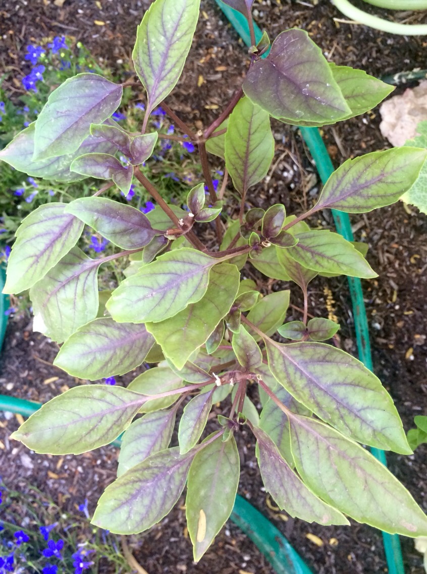 I used basil leaves from my garden. Most common is the green leaf variety but I cultivated opal basil instead. 