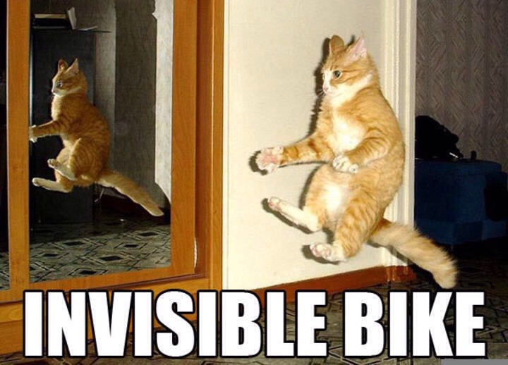 Funny Cat Pics.