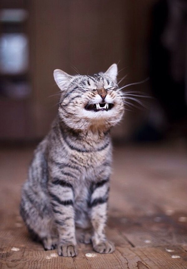 Funny Cat Pics.