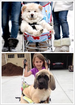 33. Pet Stroller
If you need a stroller……for your pet….
$68.00