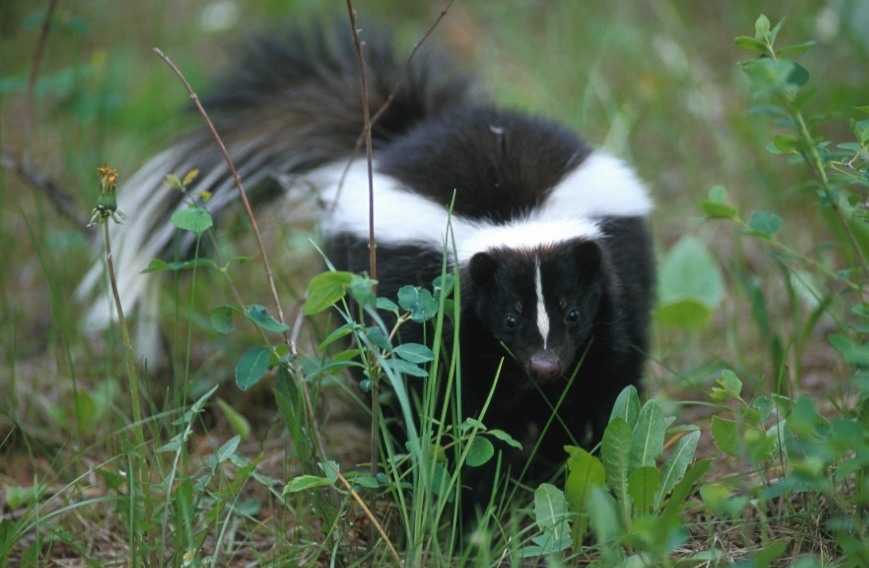 Eliminate Skunk Odor 
To help eliminate skunk odor, mix a can of Coke with a little dish soap in a bucket of water. If you need a stronger solution, add hydrogen peroxide and baking soda to your mixture. 