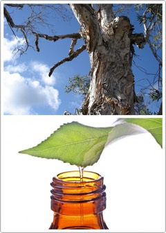 WHAT IS TEA TREE OIL? | Tea tree oil (Melaleuca alternifolia) is an essential oil + in the past decade its healing benefits have been catching on like wildfire. 

The oil is extracted from a plant native to Australia + cannot be found naturally occurring elsewhere.


