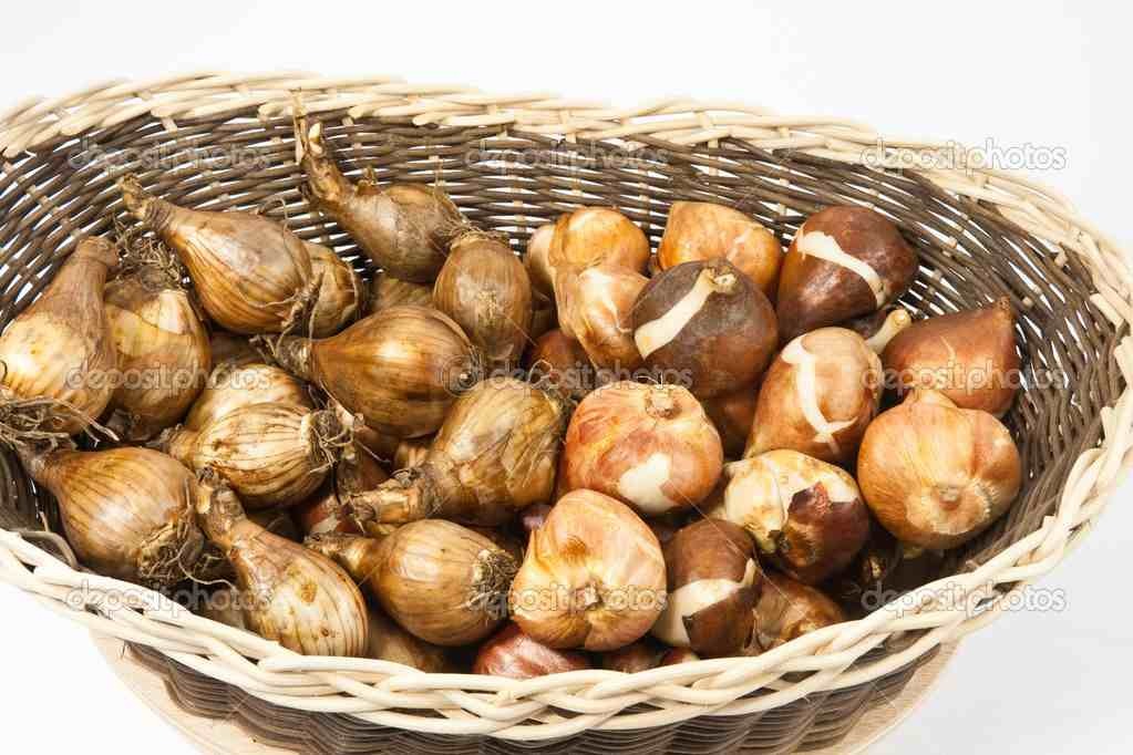 Dust Flower Bulbs!
