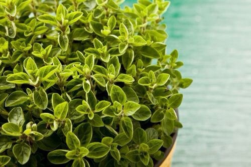 6. Oregano
Oregano is among the best to combat acne, low appetite, upset stomach, depression, and acidic blood. It’s also incredibly tasty and it has antibacterial properties and is high in chlorophyll. Oregano helps reduce inflammation that often leads to acne and breakouts.