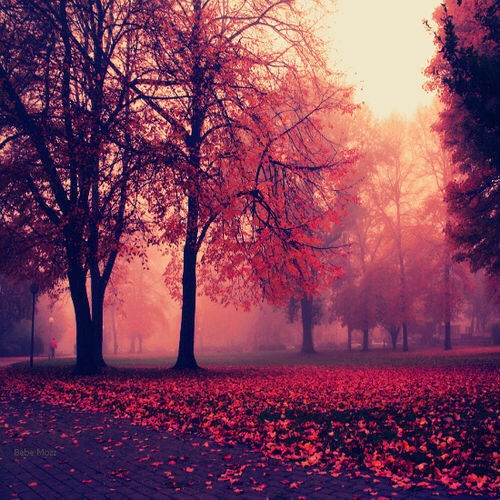 Fog it reminds me every year it's getting colder and it's fall ❤️❤️