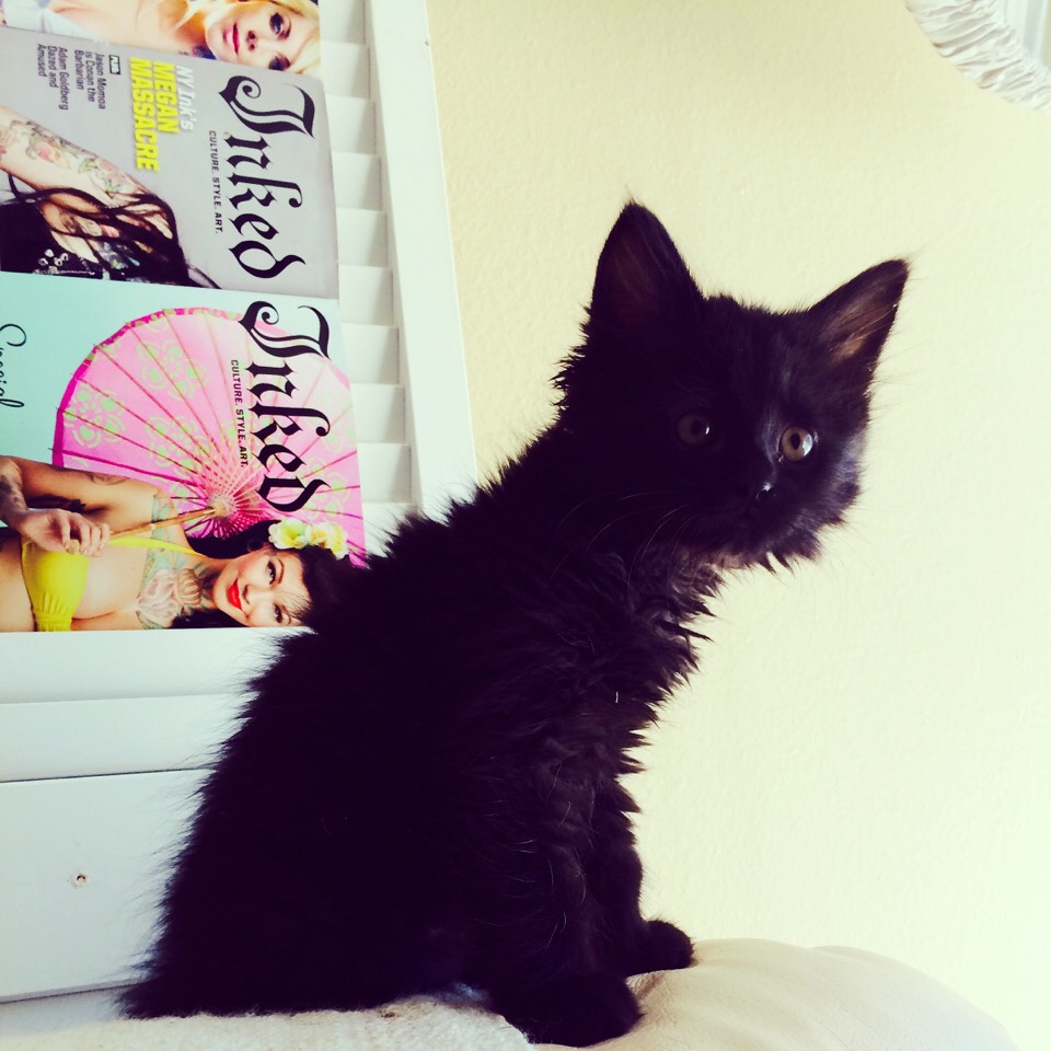 Black cats are among the smartest of all felines. Take Kitty Girl for example -she loves to read her favorite Inked magazines.